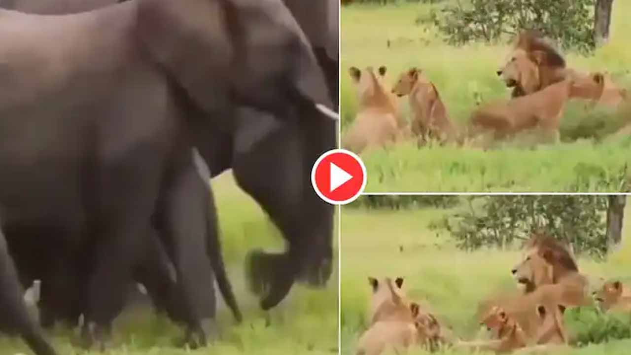 Viral Video: ఏనుగుల గుంపును చూసి పిల్లుల్లా జారుకున్న‌ సింహాలు..!!