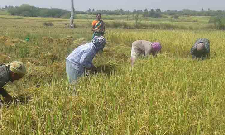 కోతలు షురూ కేంద్రం నై అన్నా.. తెలంగాణ సై..
