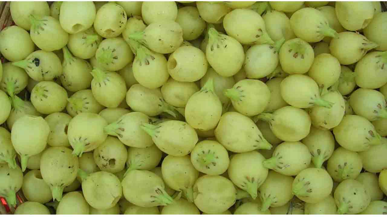 అట‌వీ ప్రాంతంలో దొరికే అద్భుత ఫ‌లం : ప్ర‌తికూల‌త‌ల మ‌ధ్య పండ్ల‌ను సేక‌రించినా ద‌క్క‌ని ప్ర‌తిఫ‌లం!