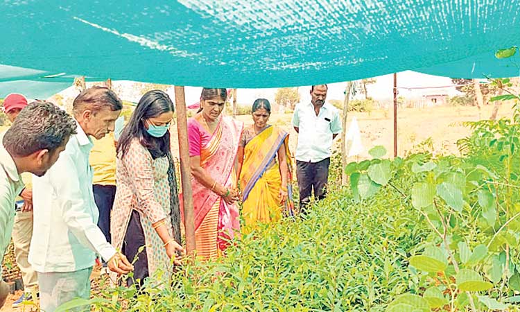 మొక్కల పెంపకంపై నిర్లక్ష్యం వద్దు