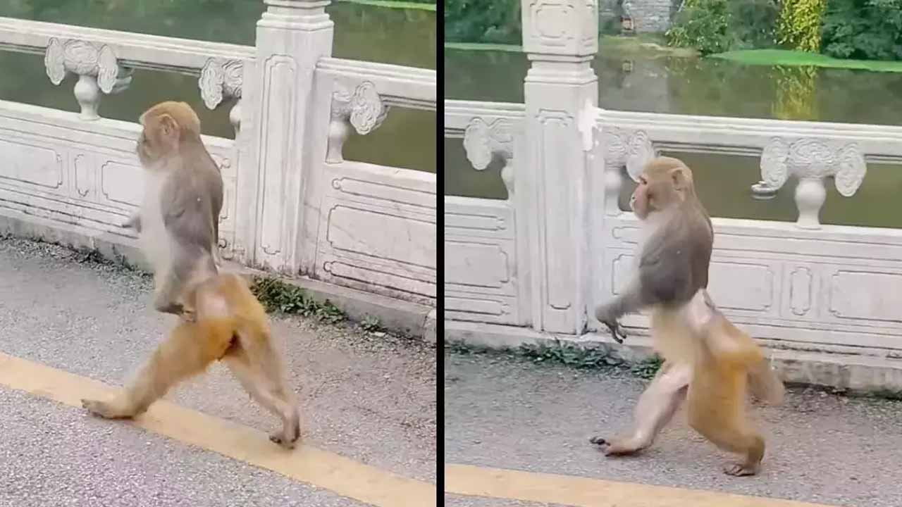 Viral video: కండ‌లు తిరిగిన కోతి.. ప్ర‌భాస్‌లా ఎలా చాతీ విరుచుకుని న‌డుస్తుందో చూడండి!!