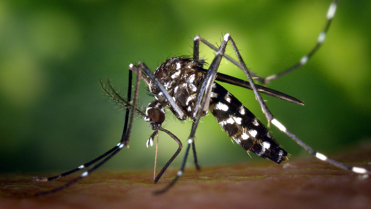Mosquito Bites | దోమలు కొందరినే కుడతాయెందుకు? కార‌ణం ఏమై ఉంటుంది?