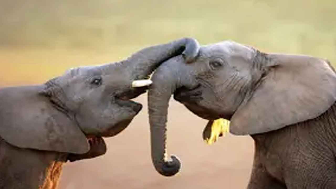 జంతువుల ప్రవర్తనను అధ్యయనం చేసే శాస్త్రం ఏది?