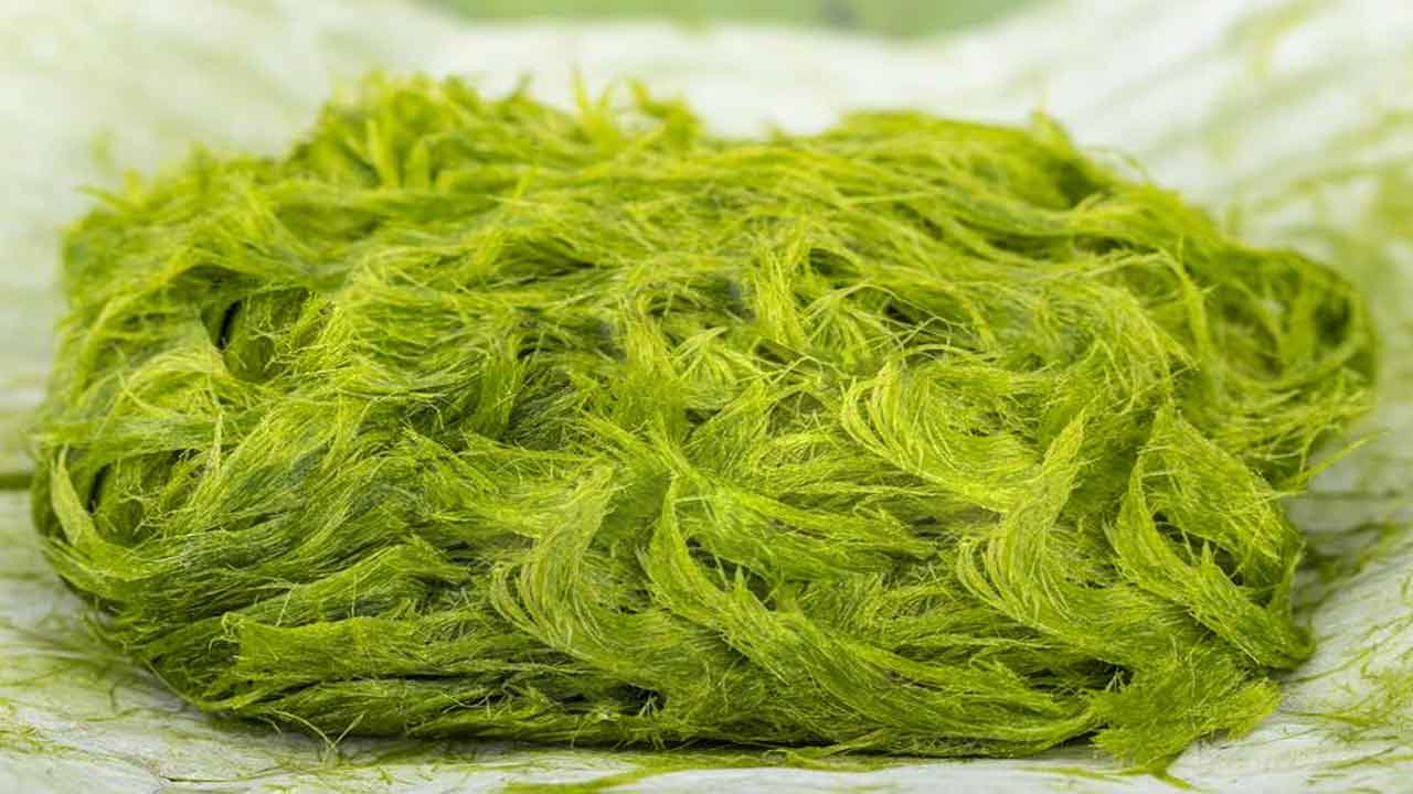 సర్పిలాకార హరిత రేణువులను కలిగి ఉన్న శైవలం ఏది?