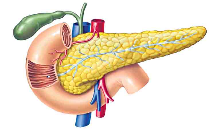 క్లోమమా… క్షేమమా!