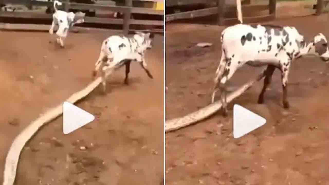 Viral video: ఆవుదూడ‌ను అమాంతం మింగేయాల‌ని చూసిన కొండ‌చిలువ‌!!