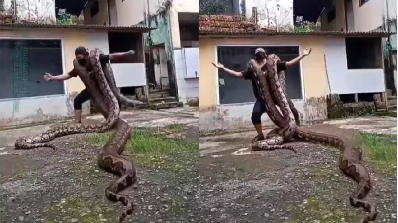 Viral video:  భారీ కొండ‌చిలువ‌ల‌తో యువ‌కుడి డ్యాన్స్‌..మండిప‌డ్డ నెటిజ‌న్స్‌!!