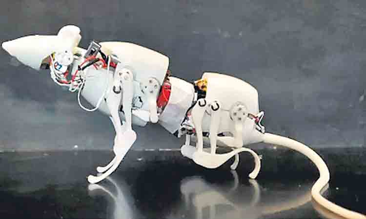 శిథిలాల కింద వెతికే రోబో ఎలుకలు