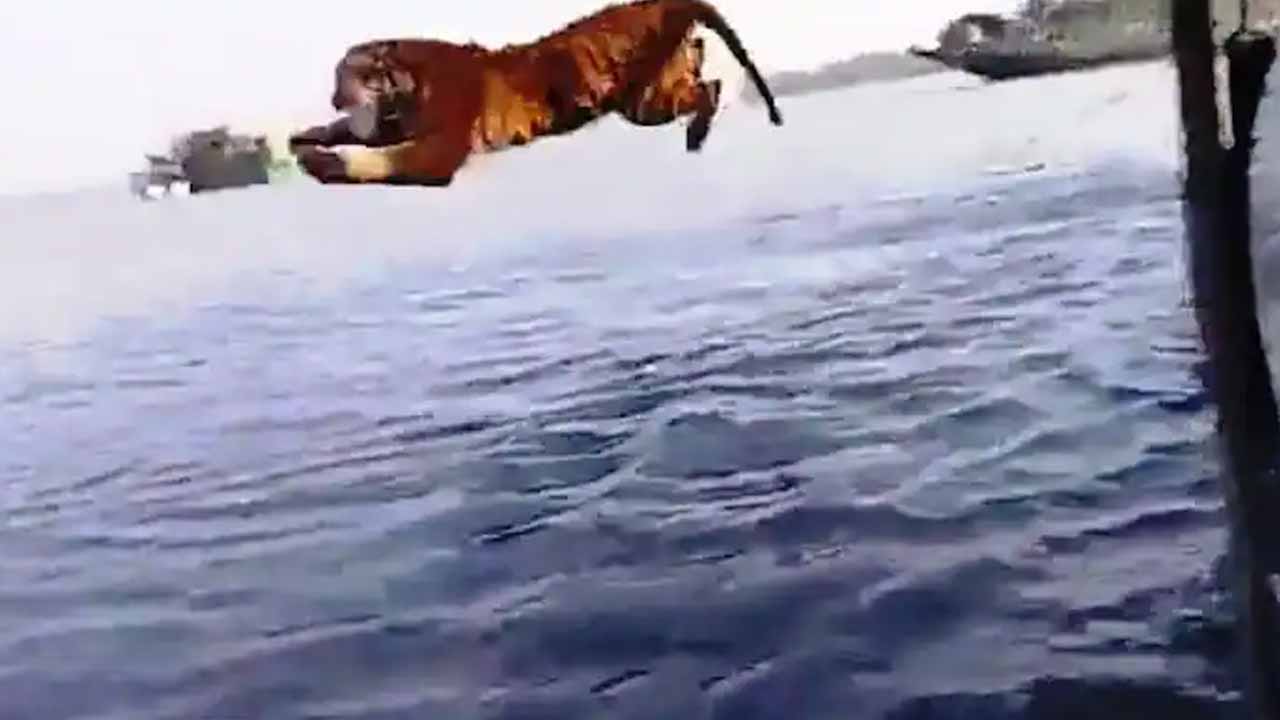 Viral video: వావ్‌.. రాయ‌ల్ బెంగాల్ టైగ‌ర్ నీళ్ల‌లోకి ఎలా జంప్ చేసిందో చూడండి!!