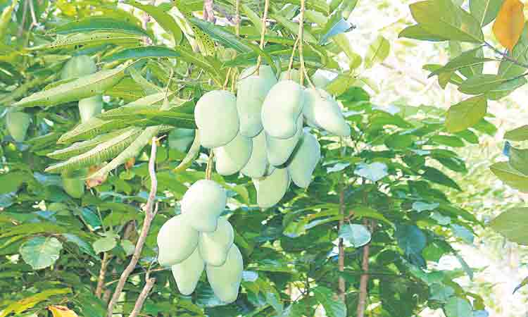 బ్రాండ్‌ మామిడి