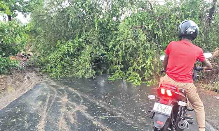 గాలీవాన భీభత్సం