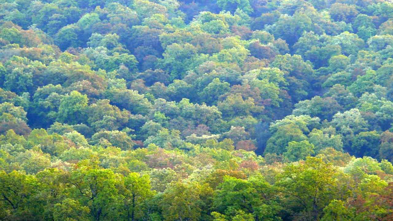 సాల్ అడవులు ఏ రాష్ట్రంలో ఉన్నాయి?