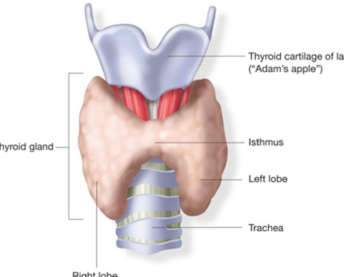 The human body – Highlights | మానవ దేహం – ముఖ్యాంశాలు