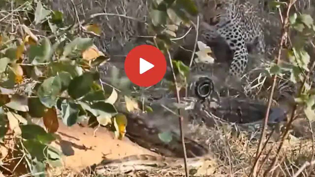 Viral Video:  చిరుత‌పులి, కొండ‌చిలువ మ‌ధ్య భీక‌ర యుద్ధం.. ఎవ‌రు గెలిచారంటే?