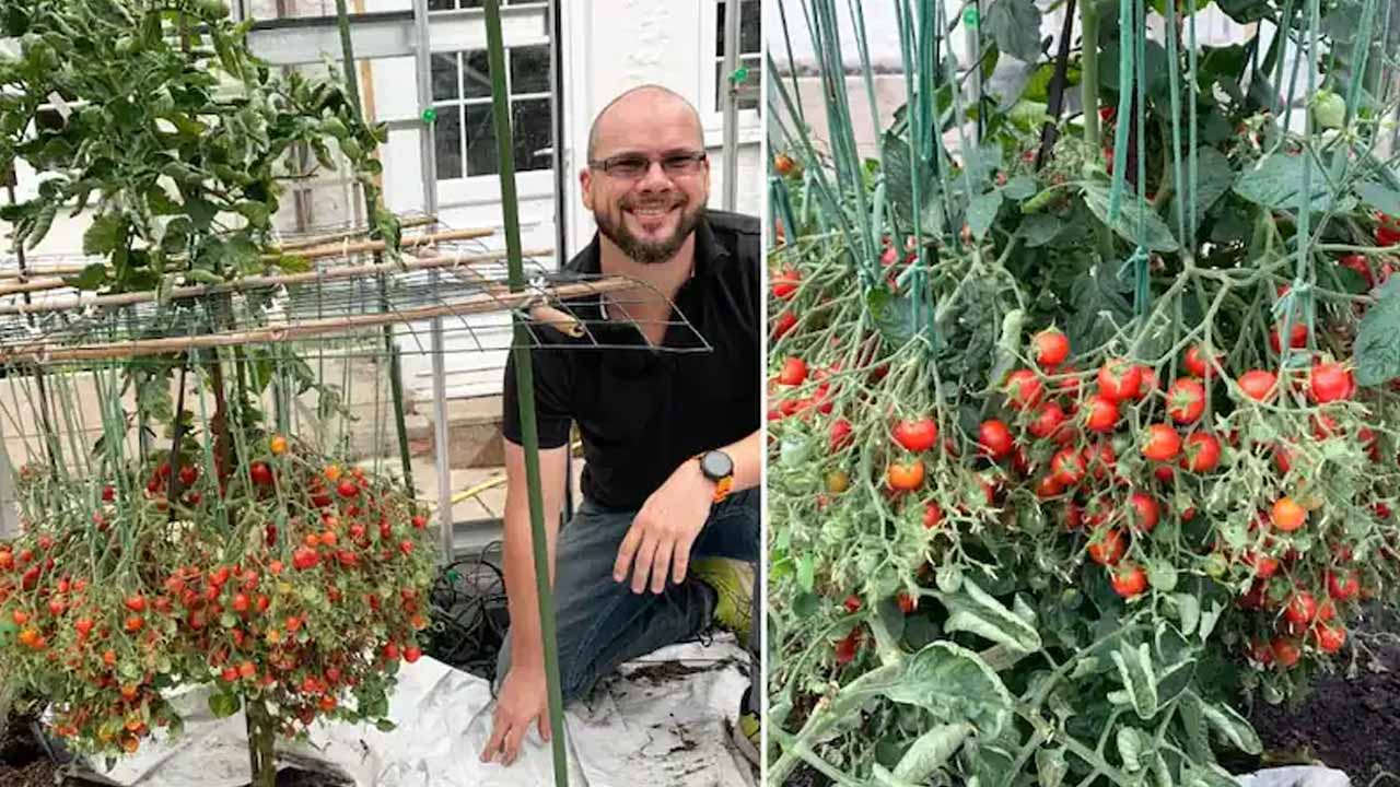 ఒకే చెట్టుకు 1200 ట‌మాటాలు.. గిన్నిస్ బుక్‌లో చోటు..!!