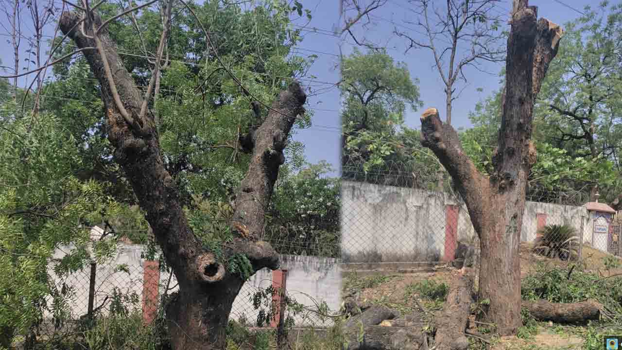 Green India Challenge | 30 చెట్లకు జీవం పోయనున్న ‘గ్రీన్ ఇండియా చాలెంజ్’’