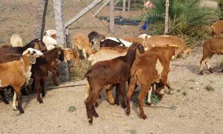 పశుగ్రాసం విత్తనాలపై 75శాతం సబ్సిడీ