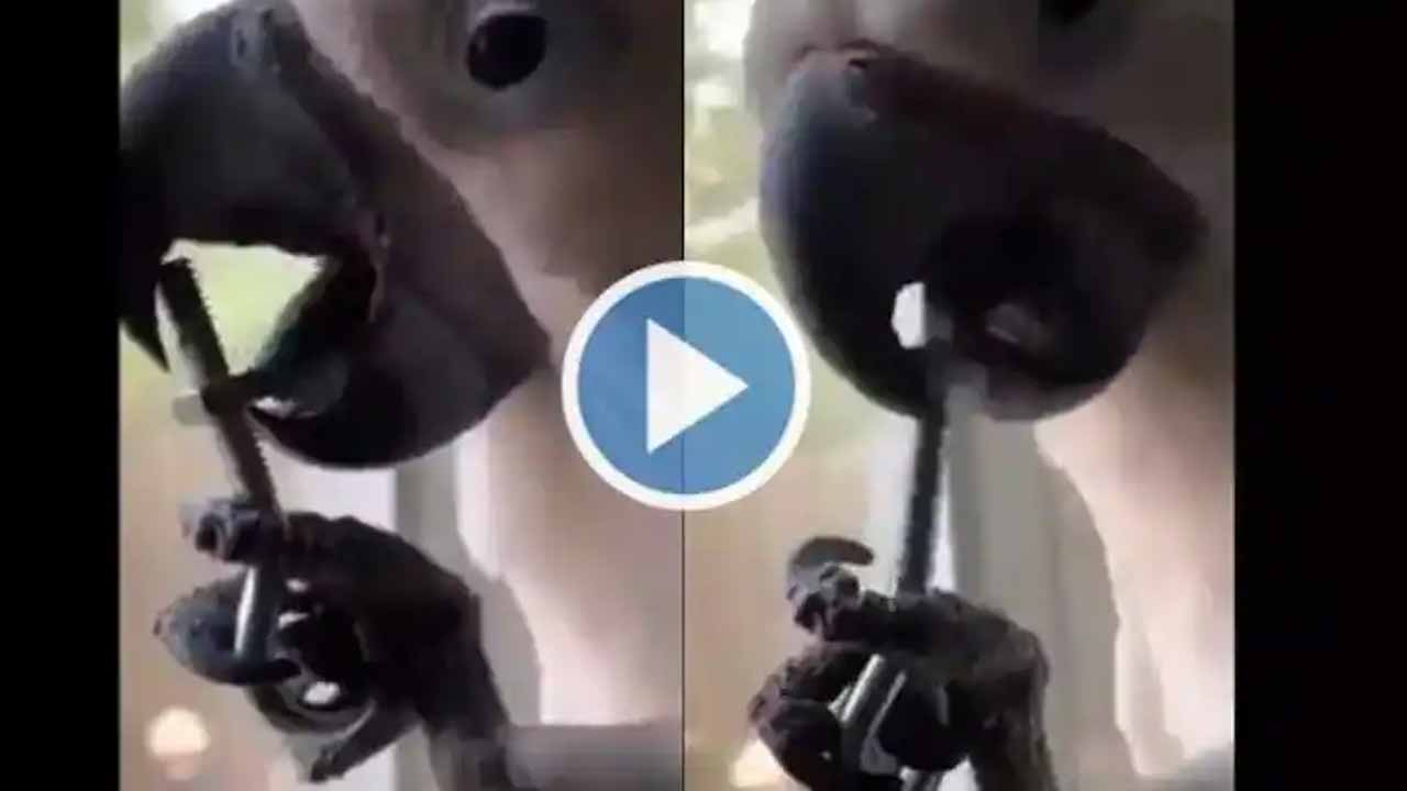 Viral Video: అది నోరా.. క‌టింగ్ ప్లేయ‌రా?