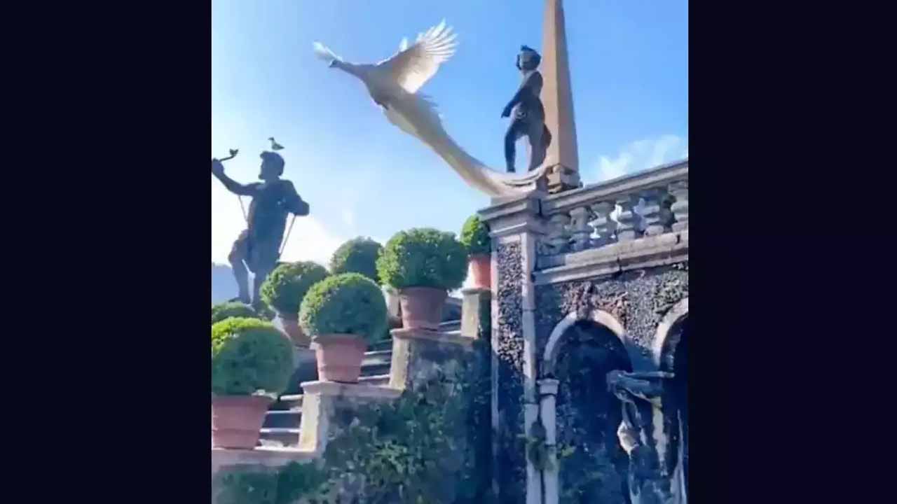 Viral video:  తెల్ల‌ని నెమ‌లి..గోడ‌పైనుంచి దూకుతూ దేవ‌దూత‌లా క‌నిపించింది..!!