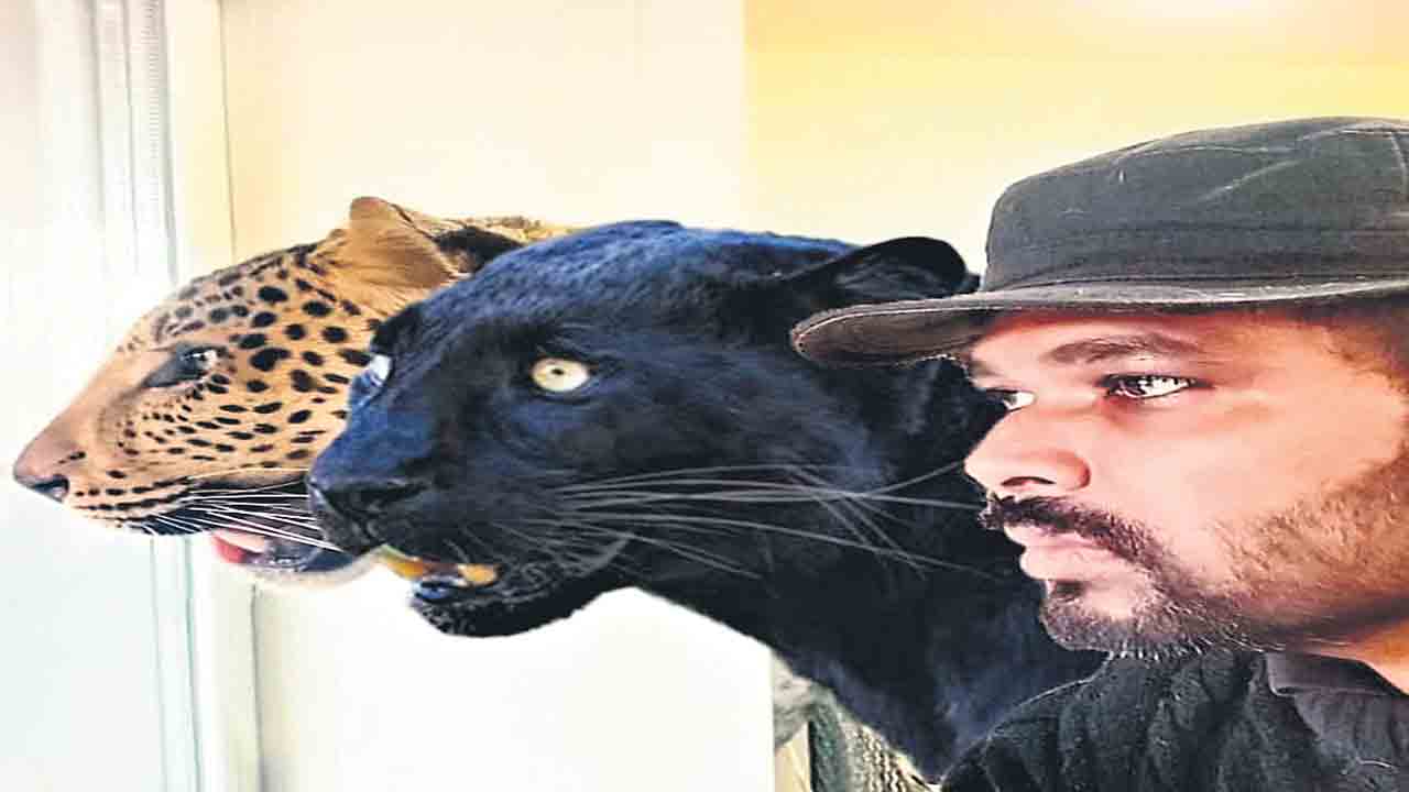 చిరుతల కోసం 80 లక్షలతో షెల్టర్‌