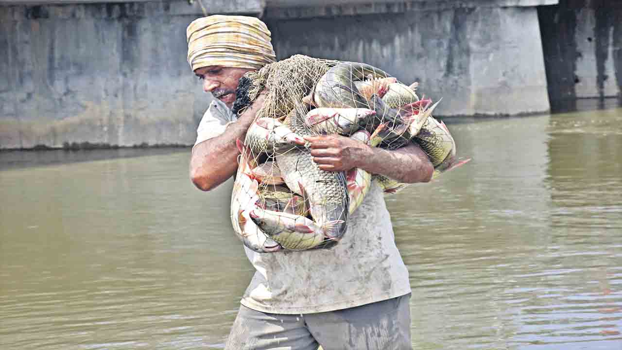 మత్స్య పండుగ