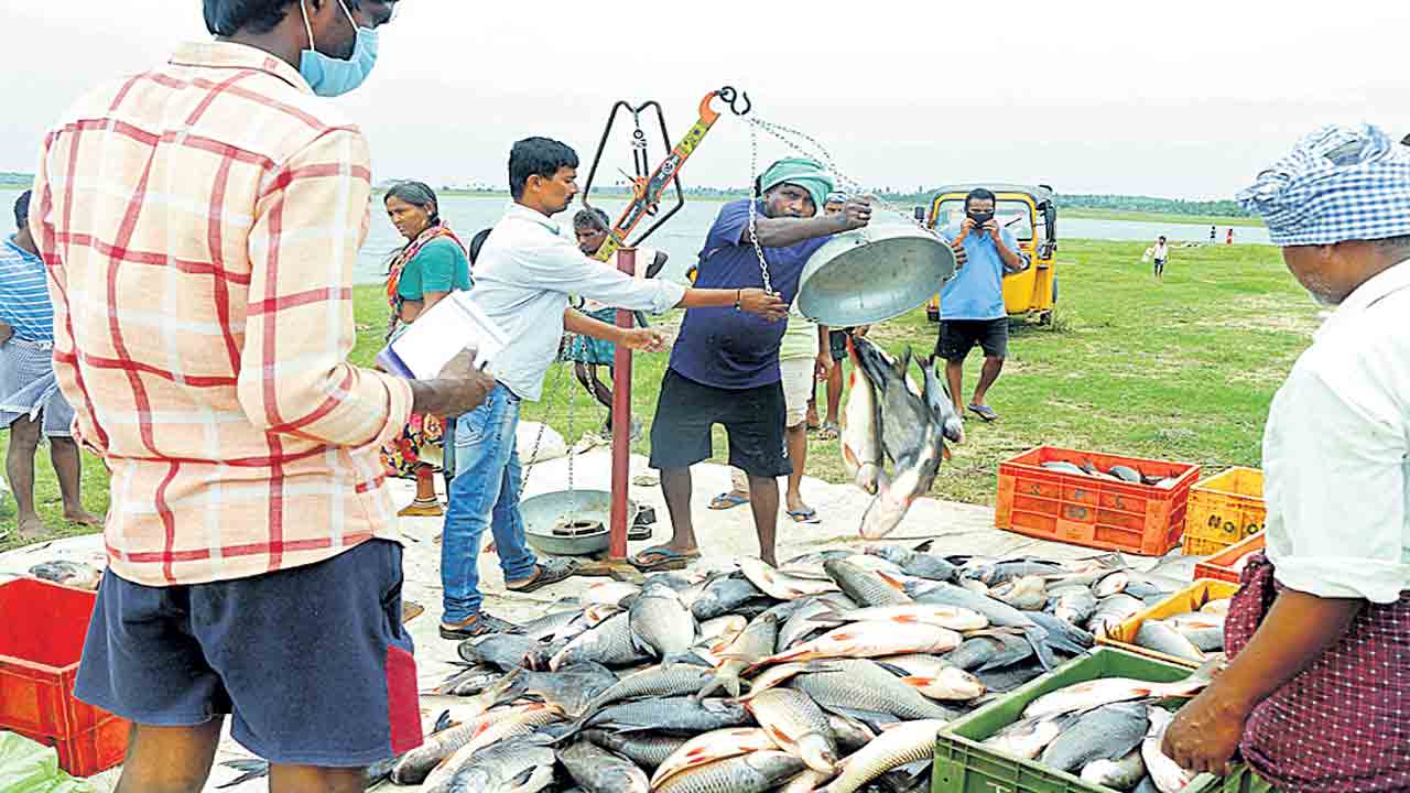 వరికి బదులు చేపల పెంపకం