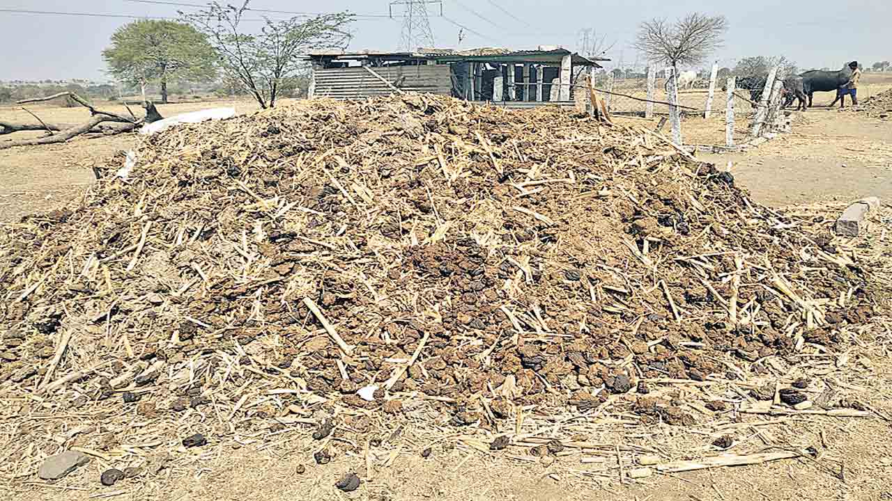 పశువుల ఎరువు.. పంటకు మేలు