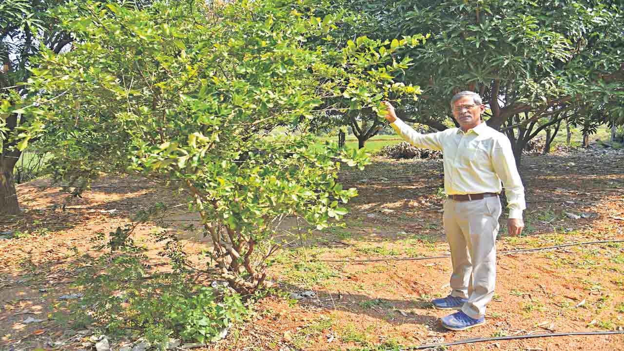 వైవిధ్యం..ఆ వ్యవసాయ క్షేత్రం