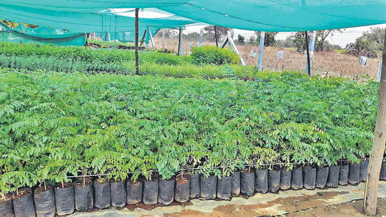 పల్లెలు పచ్చ పచ్చగా..