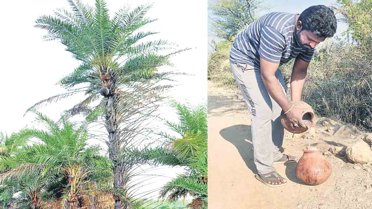 ప్రకృతి పానీయం.. నీరా