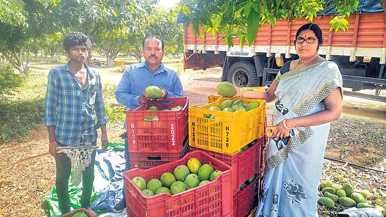 ఢిల్లీకి మన మామిడి