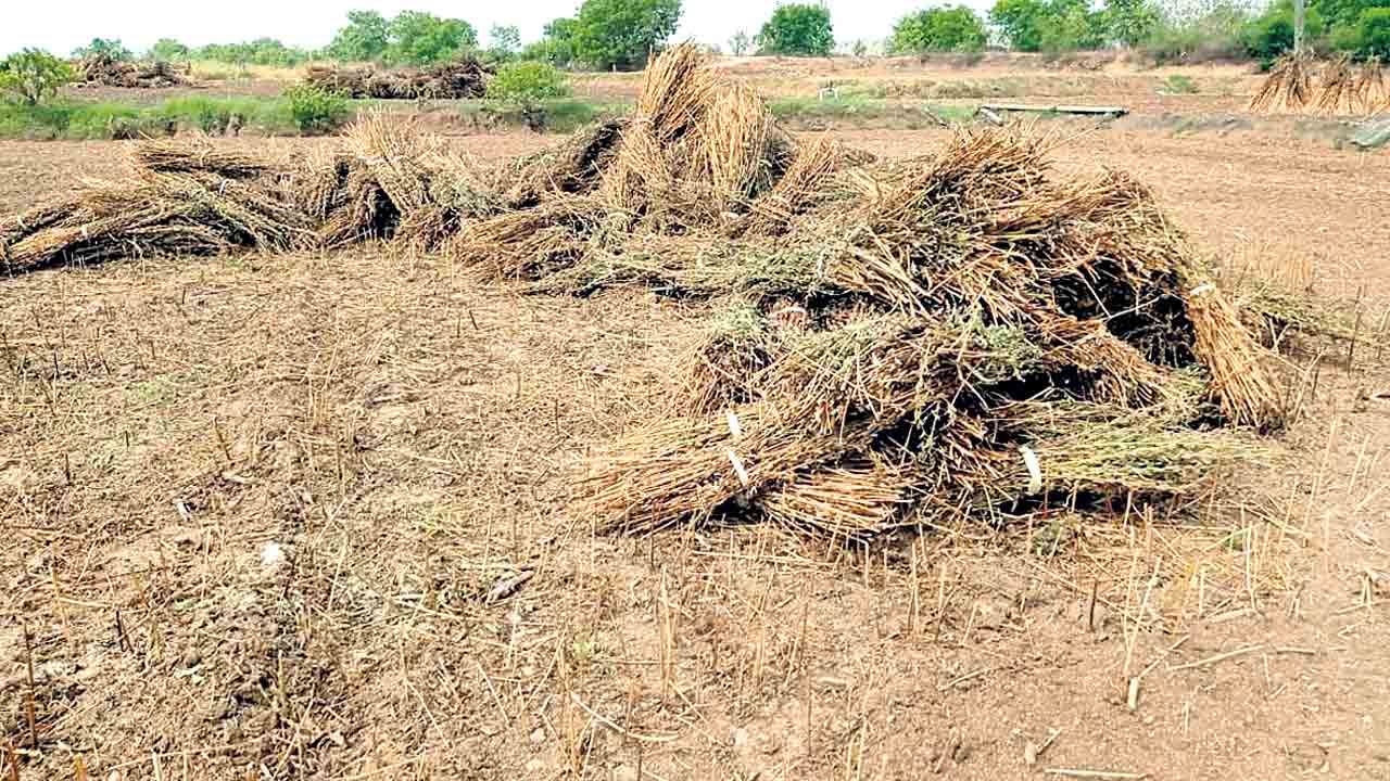 కట్టలు దులిపి.. నువ్వులు చోరీ!