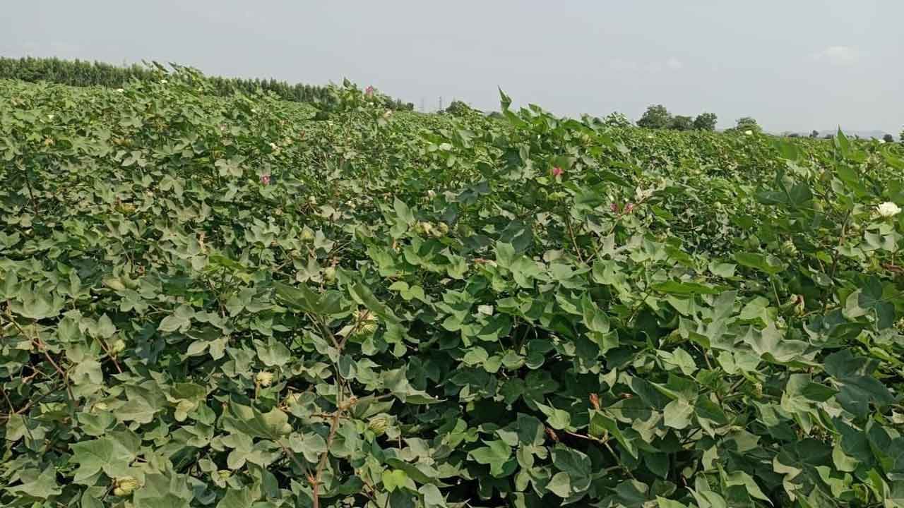 మండుటెండల్లో పత్తి పంట