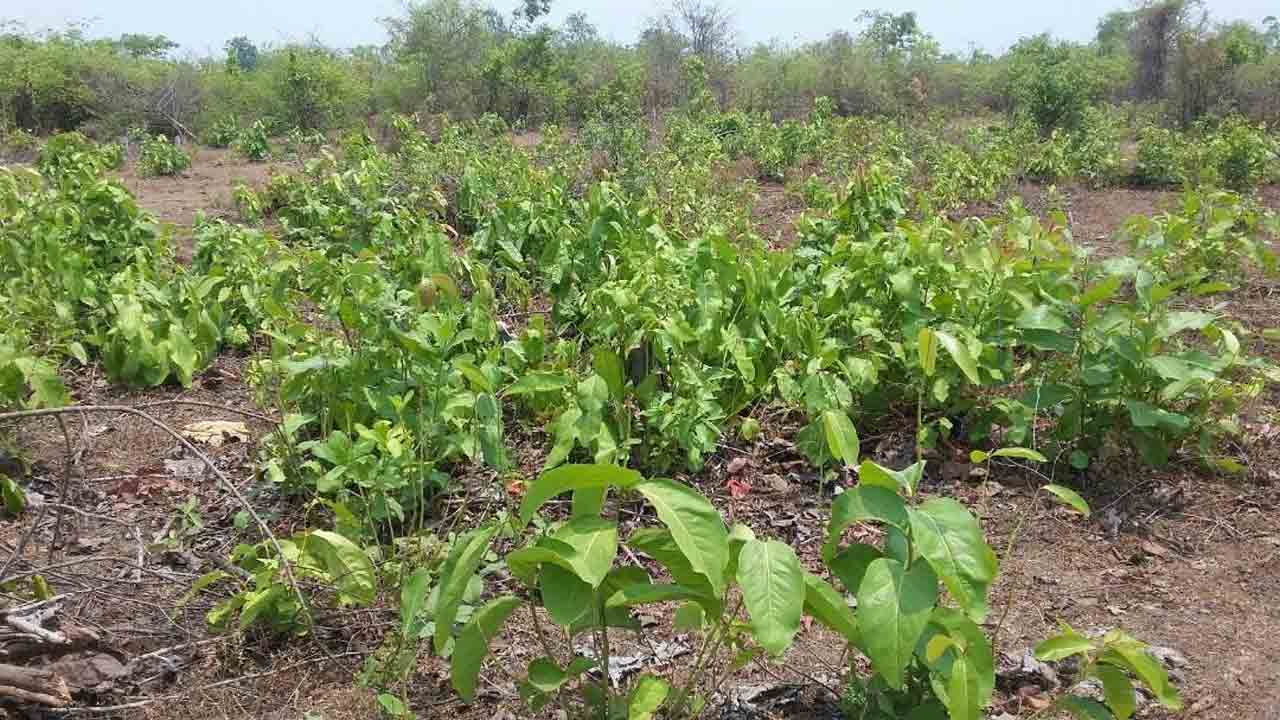 బంగారు ‘తునికి’
