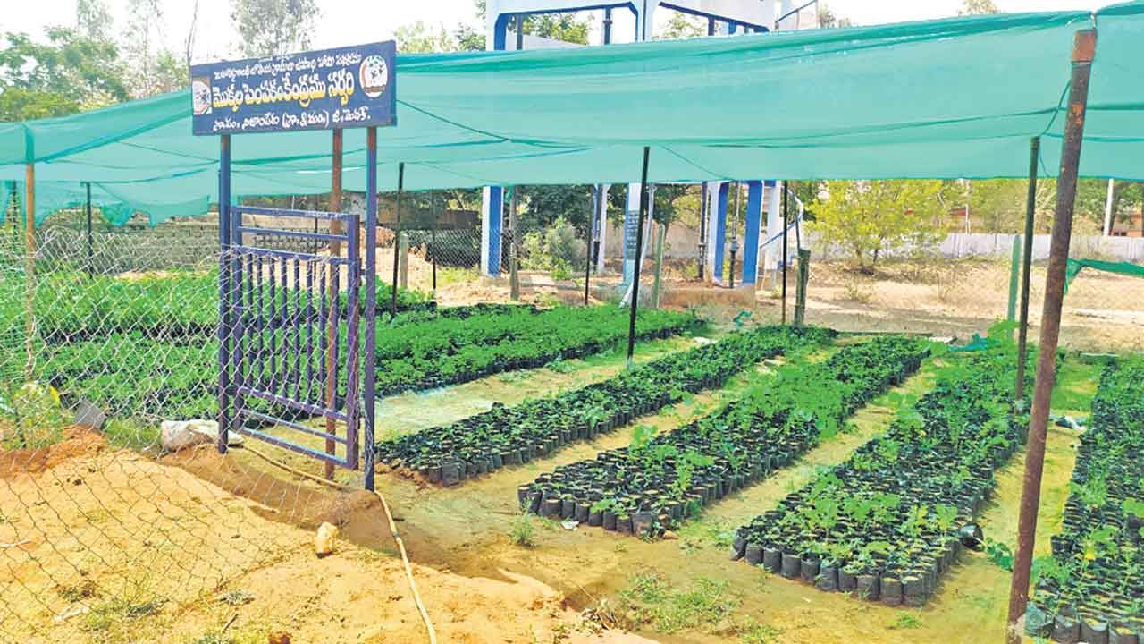 ‘నెట్‌’ నీడలో మొక్కల పెంపకం