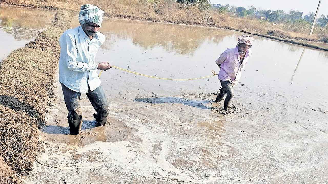 వెదసాగు..దిగుబడి బాగు