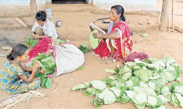 తునికాకు సేకరణకు కసరత్తు