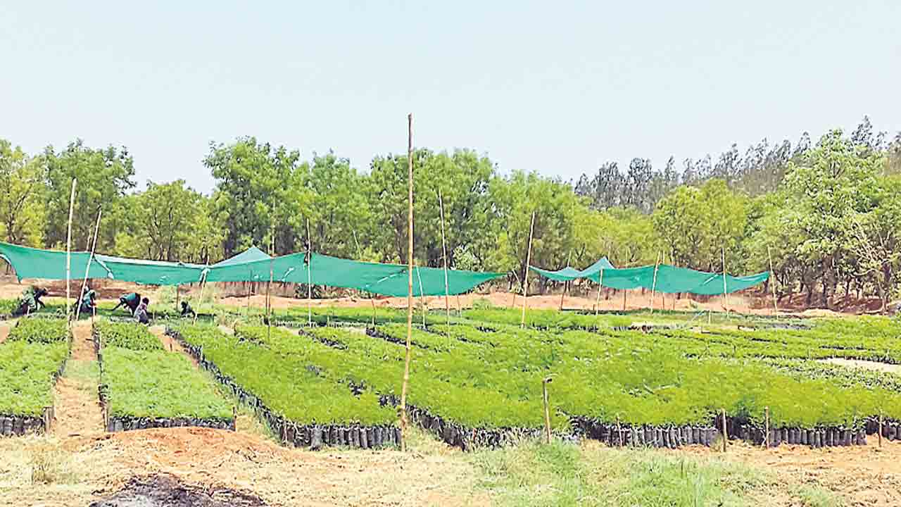 హరిత కోటి