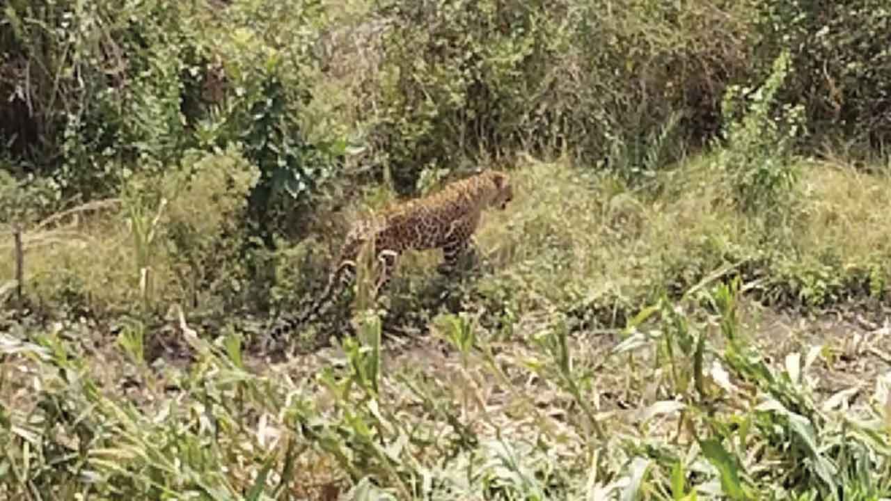 కప్పర్ల శివారులో చిరుత
