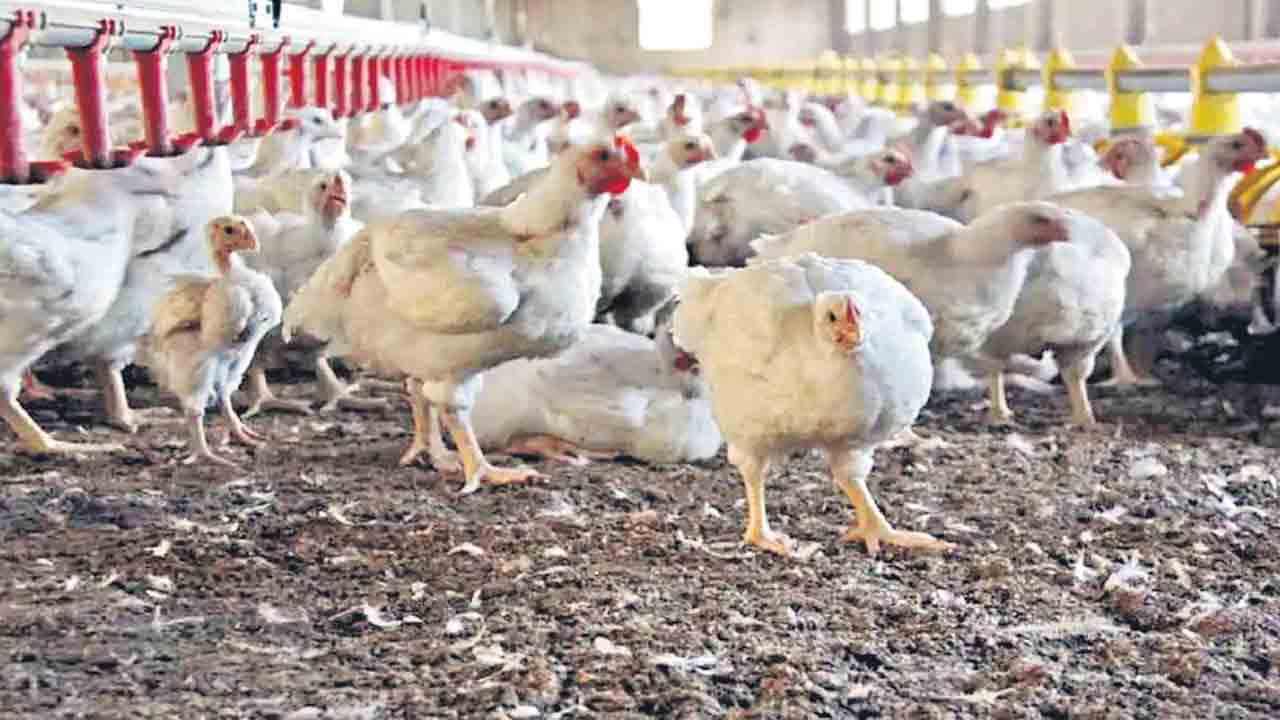జిల్లా వ్యాప్తంగా పెరిగిన చికెన్ ధరలు