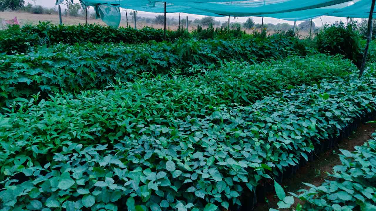 హరితహారానికి సిద్ధం