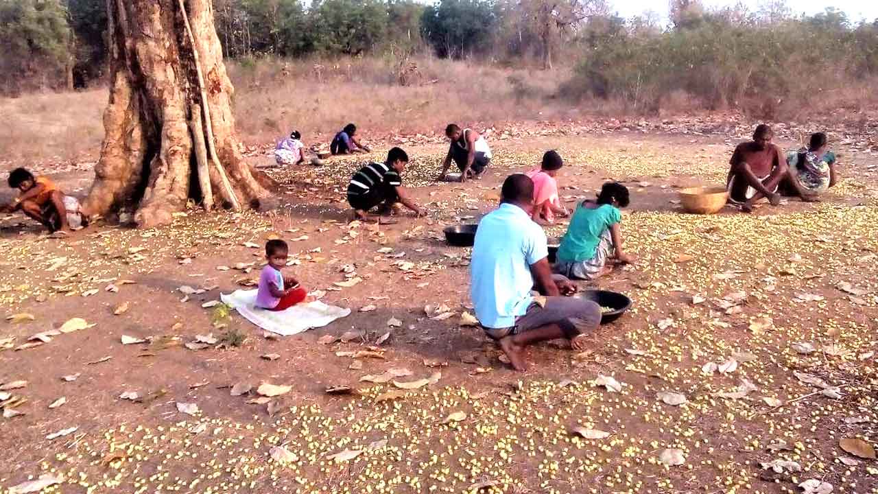 అటవీ సంపదతో ఉపాధి