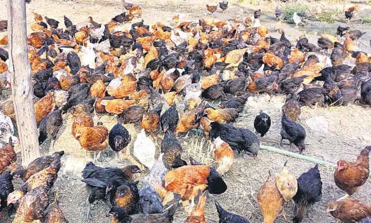 నాటుకోడి.. ఉపాధికి దారి..