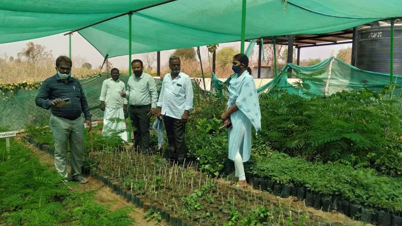 హరితహారం కోసం మొక్కల సంరక్షణ