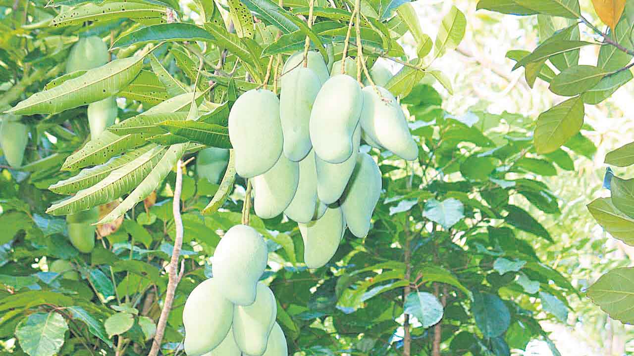 మామిడి సాగుకు మంచి రోజులు..