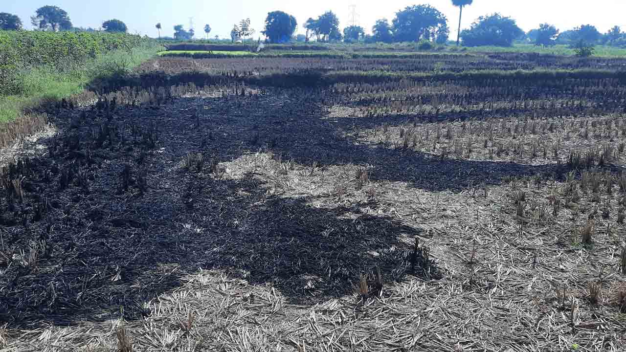 వరి కొయ్యలను కాలిస్తే ముప్పే