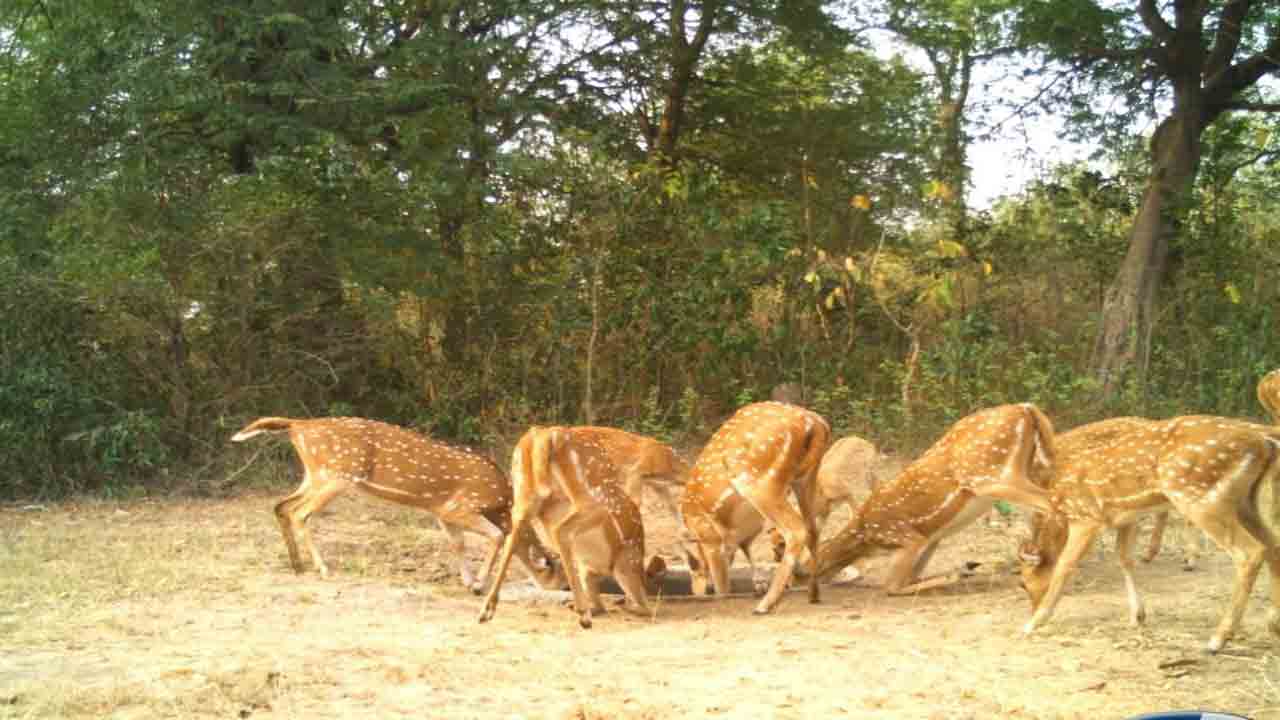 వన్యప్రాణులకు విడిది