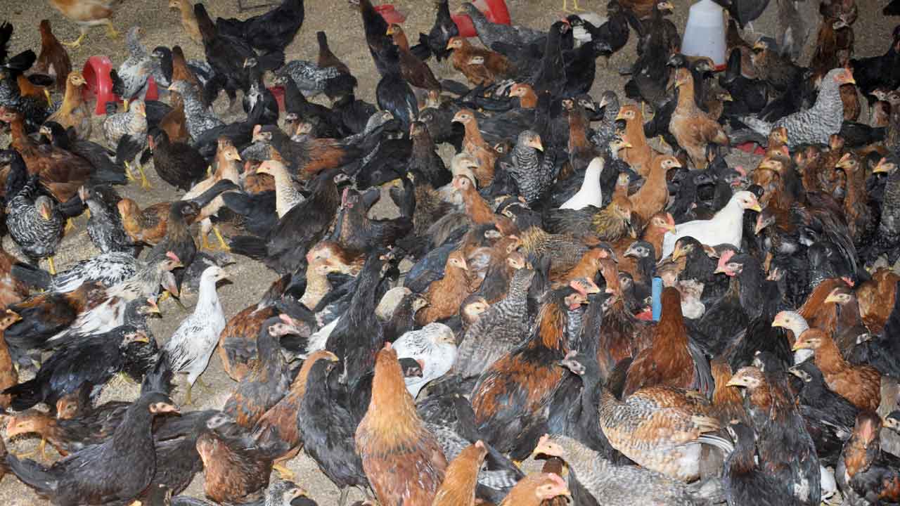 పెరటి కోడి.. ప్రణాళిక రెడీ..