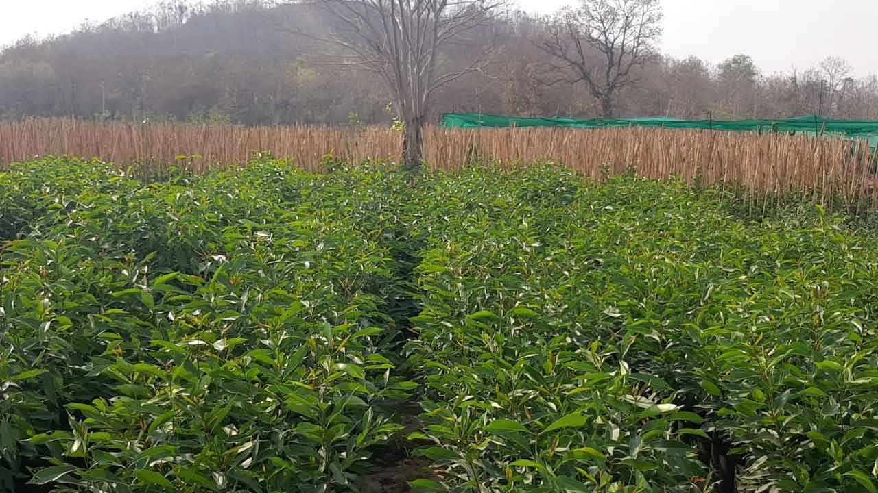 చలువ పందిళ్లు.. తుంపర జల్లులు