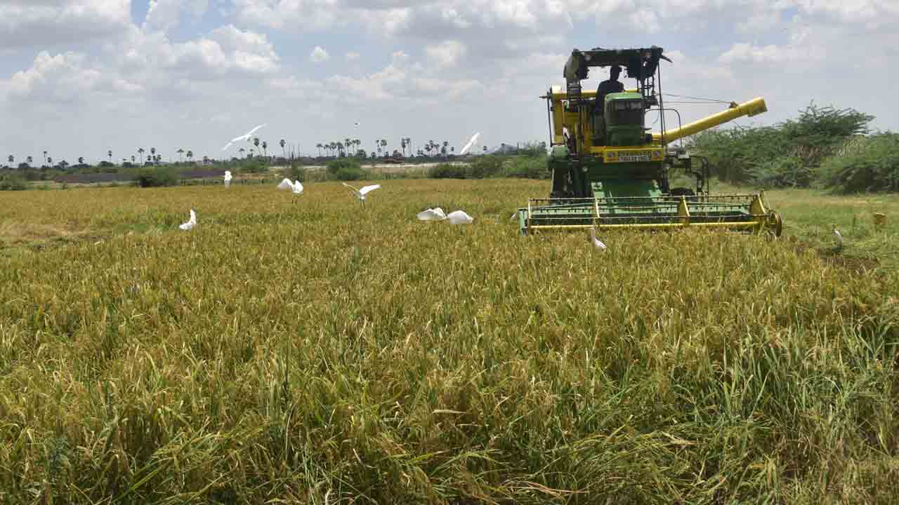 కోతకోసి.. కుప్ప పోసి